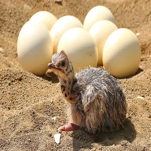 Ostrich Chicks High Quality Ostrich Eggs Ostrich For Sale Buy Fresh Fertile Ostrich Eggs For Sale African Ostrich Eggs Ostrich Eggs For Sale Product On Alibaba Com