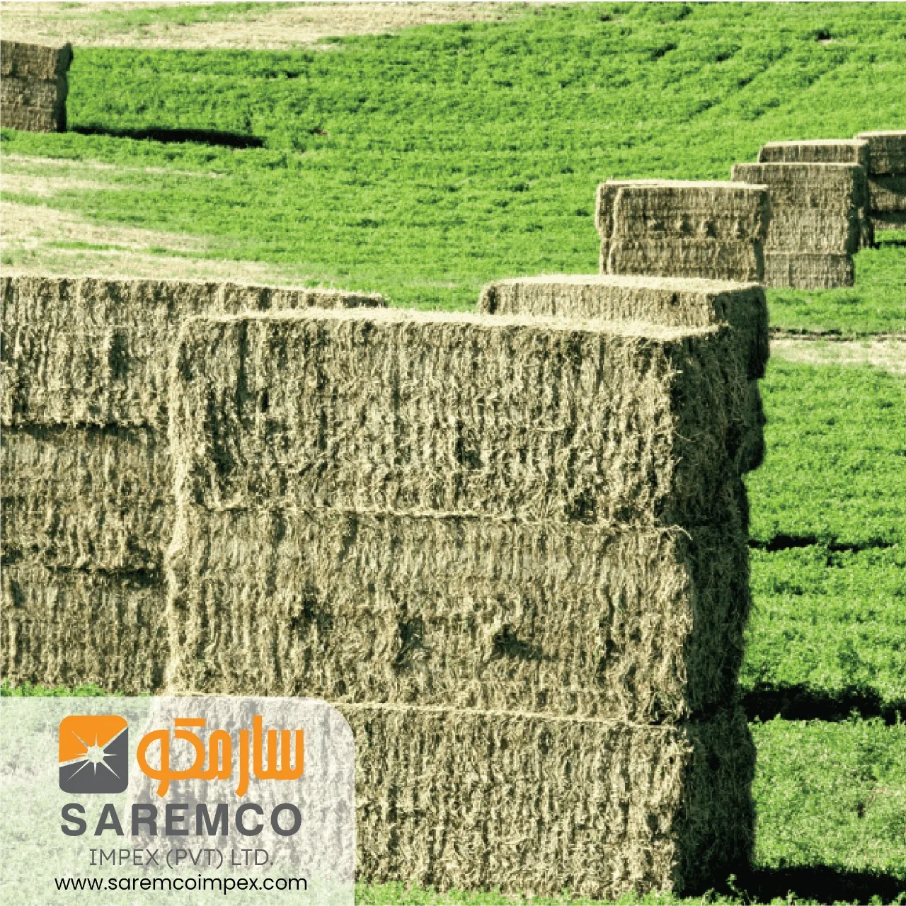 Rhodes Grass Top Quality Hay Bales For Cattle Animal Feeding Cow And