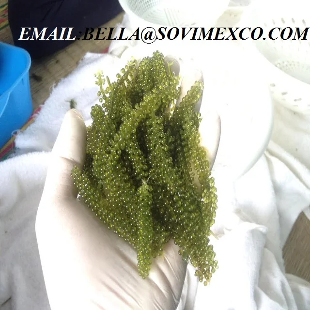 
Предложение морского винограда для косметики из Вьетнама 