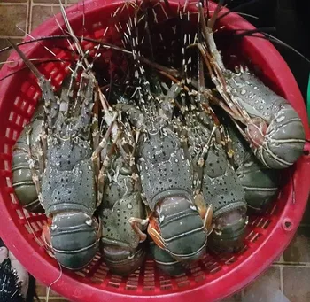 Live Caribbean Spiny Lobsters/seafood! - Buy Frozen Fresh Live Green ...