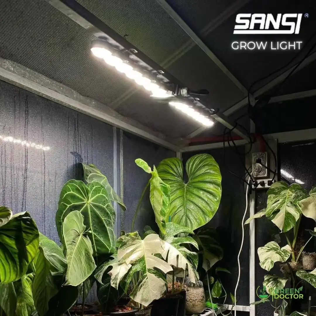 planting zucchini on a trellis Titan Tunnel Trellis for Squash, Zucchini, Melons