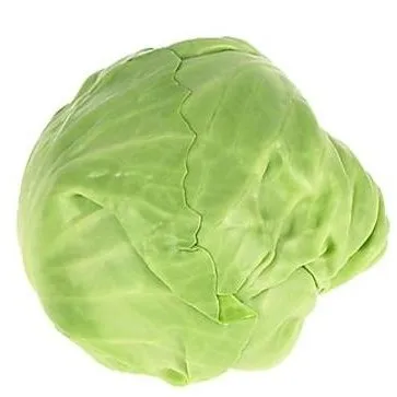 fresh cabbage price very cheap