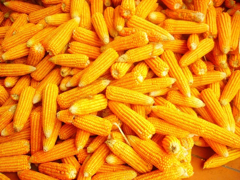 corn2.jpg
