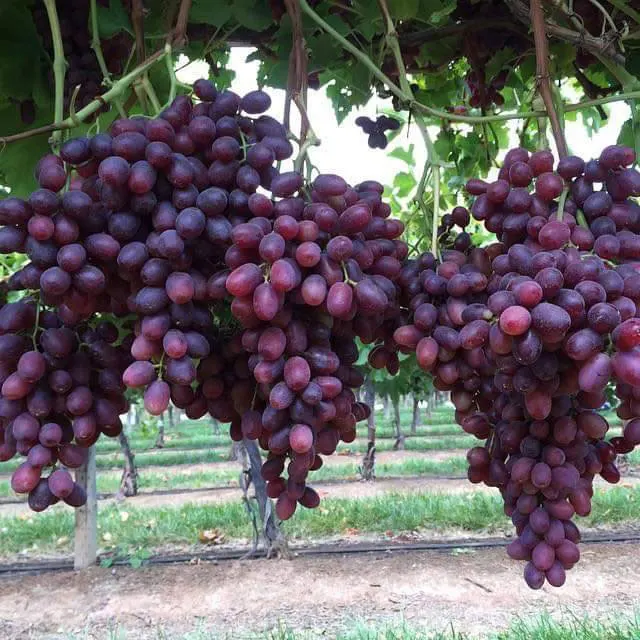 fresh grapes fresh red crimson seedless purple white green