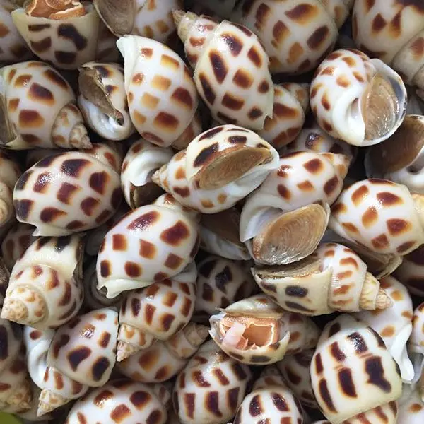 Frozen Sweet Snails/ Fresh Snail With Best Quality From Vietdelta