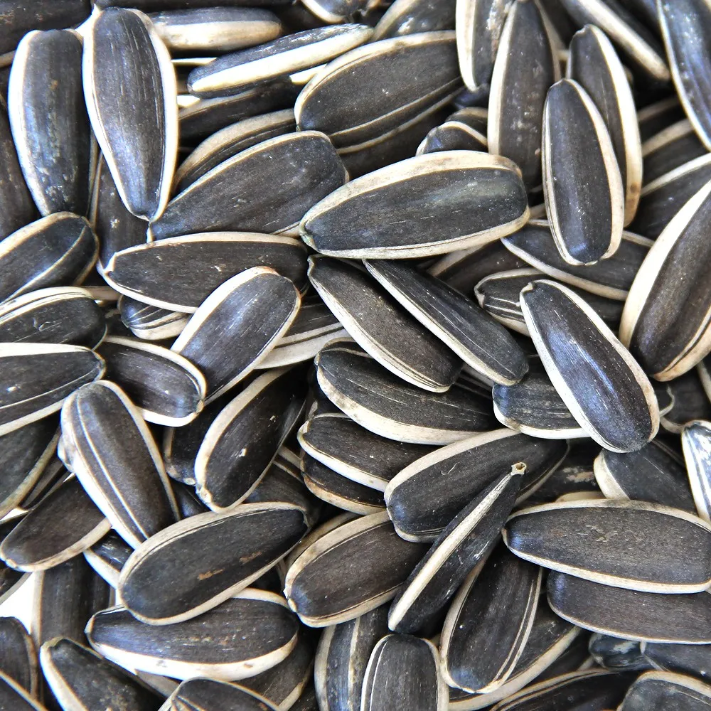 black striped sunflower seeds