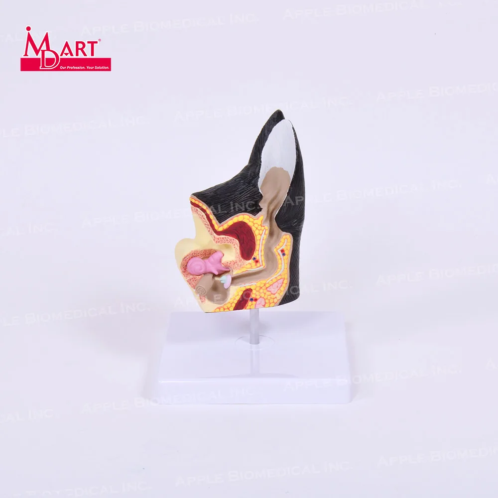 Распродажа образцов здоровых моделей canine ear с воспалением в разных местах