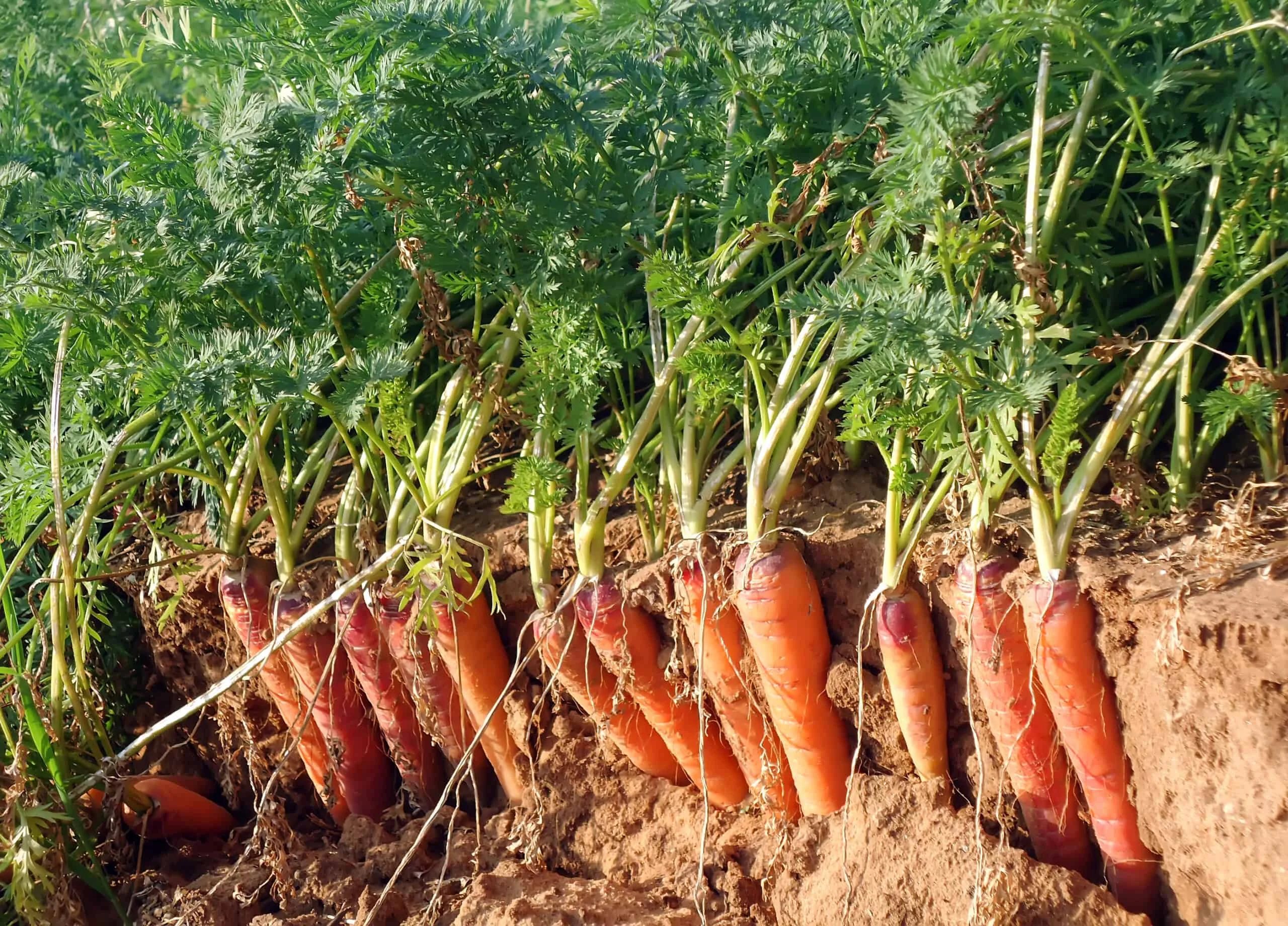 Морковь в саду