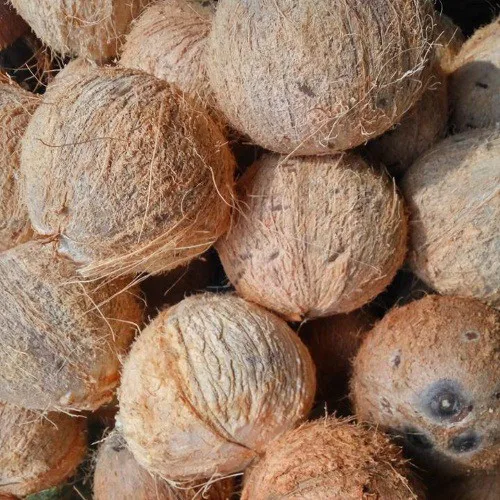 Кокос необработанный. Semi Husked mature Fresh Coconuts for Export.