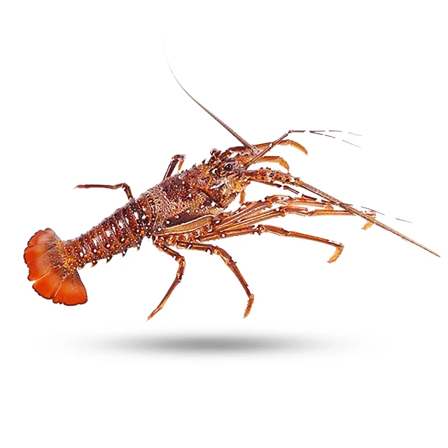 Lobster Fresh Lobster With Best Price And High Quality From Vietnam