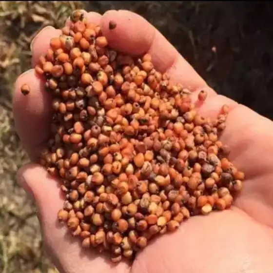 Sorghum-Seeds (1).jpg