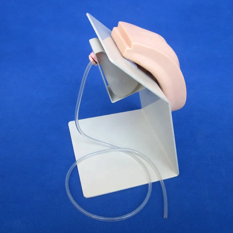 Female Urinary Catheterization Training Bladder Model Nursing Care Practice Simulator Buy 9705