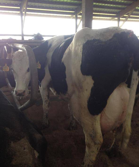 Качественные молочные коровы и беременные хифферы Holstein для продажи