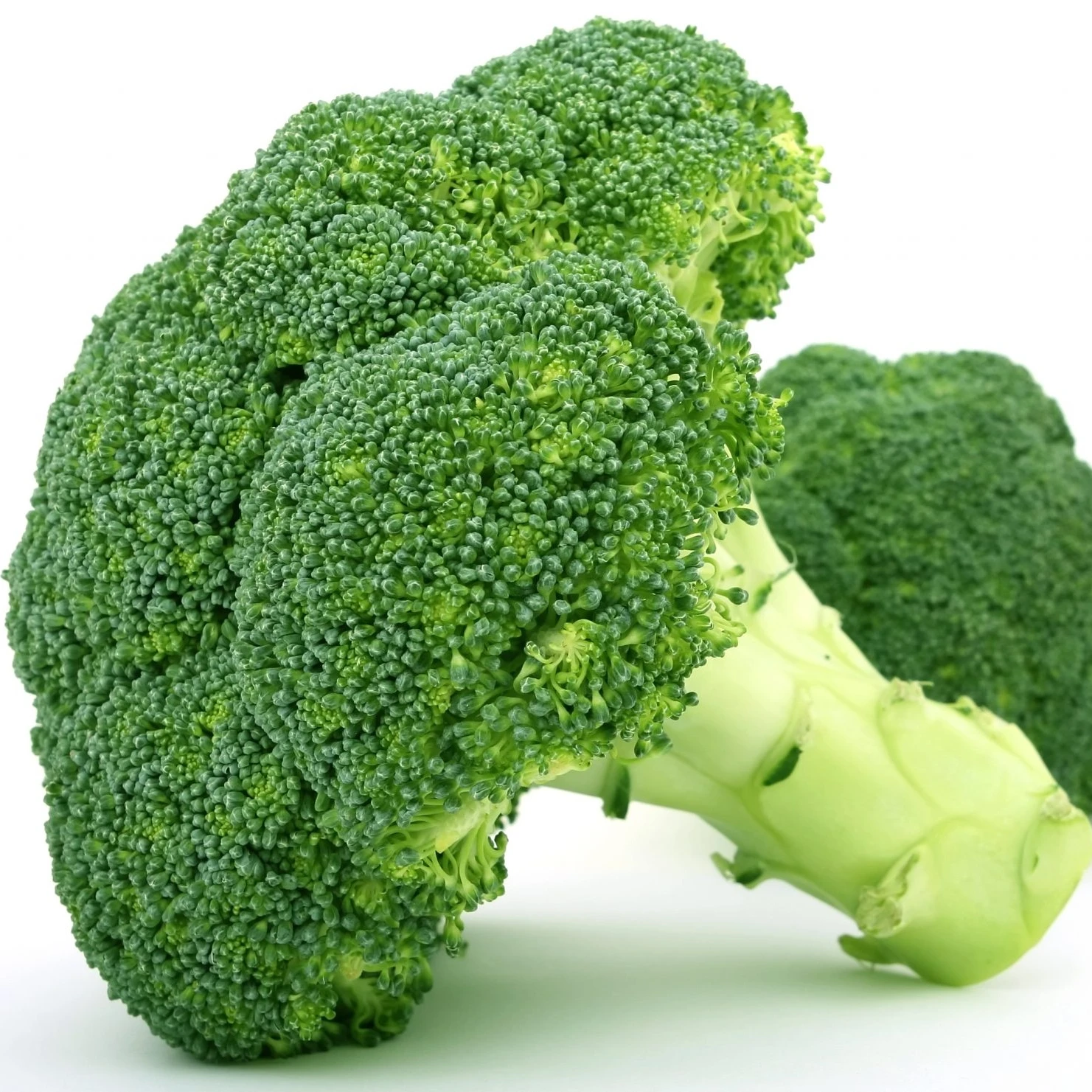 best quality organic for broccoli extract