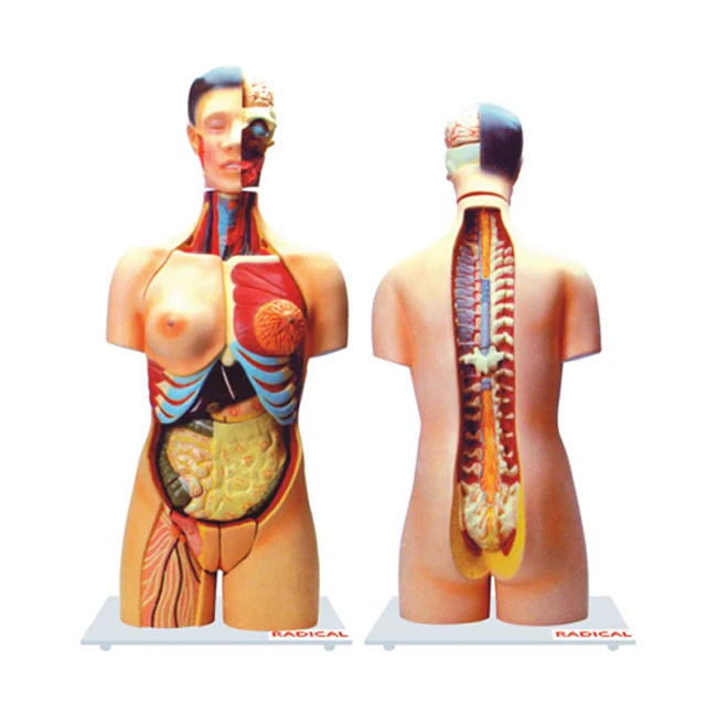 人間の脊椎の解剖学モデル生物学研究のための解剖学的研究モデル - 1