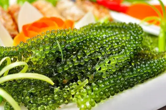 Fresh-Sea-Grapes-From-Vietnam%2F-Fresh-Green-Caviar%2F-Organic-Seaweed-for-Sashimi.jpg