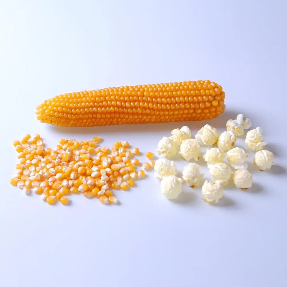 maize popcorn seeds