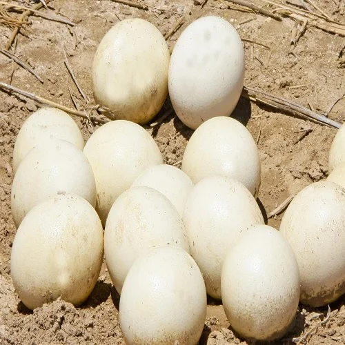 fertile ostrich eggs for sale