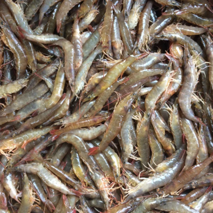 Wholesale Export Seafood Prawns Premium Quality Fresh 100 Natural