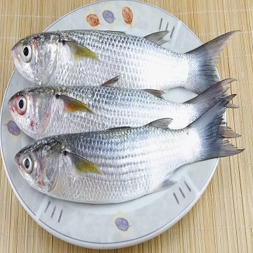 best frozen grey mullet fish for sale