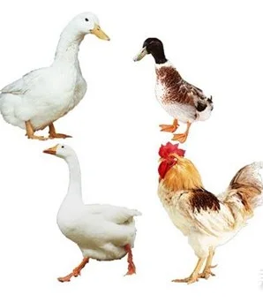 Automatic Steam Chicken Scalding Machine with Plucker Chicken Slaughter Machine Price
