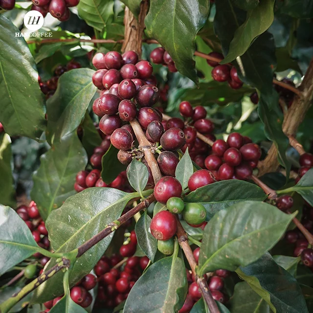 Vietnamese Coffee Factory Raw Coffee Bean High Quality Beans Wholesale