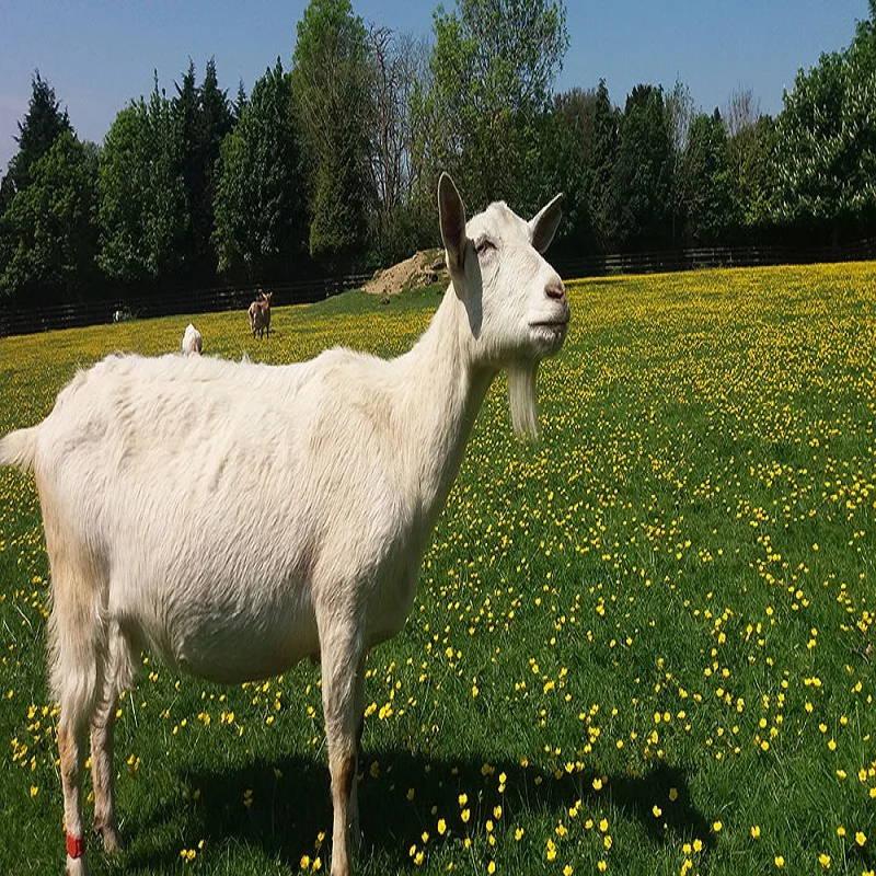 saanen goat ...jpg