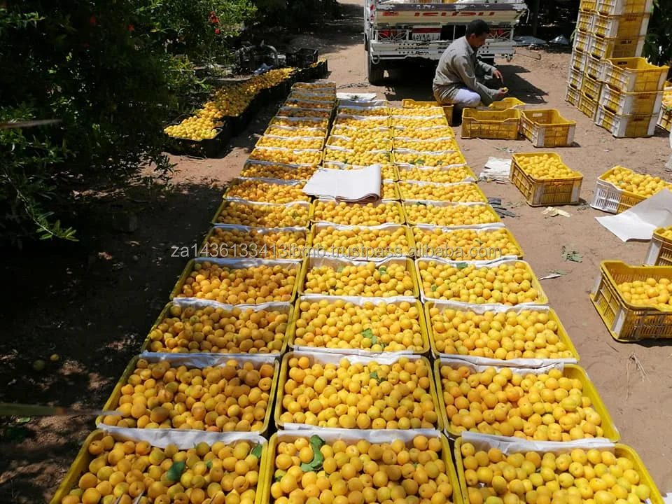 APRICOTS 2.jpg