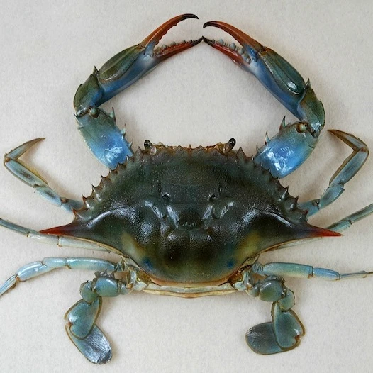 nutritious sea foods fresh iqf frozen blue swimming crab whole