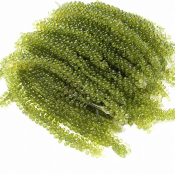 DEHYDRATED SEA GRAPES WITH BEST PRICE FROM VIETNAM / Amber +84383004939
