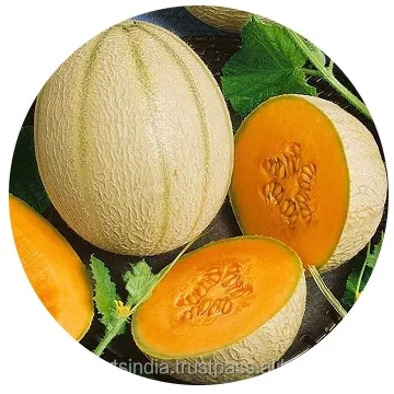 Производитель чистого масла семян мусдыни оптом из Индии по самым доступным ценам