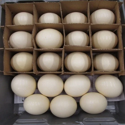 Excellent Fertile Ostrich Eggs And Chicks For Sale Buy Hatching