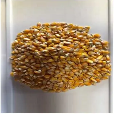 Corn-Non GMO Hard Endosperm USDA Certified Docs Will be Provided Test weight 56 lbs