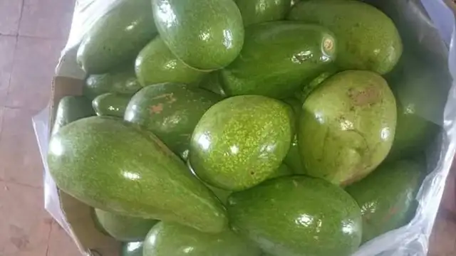 avocado fruit with highest quality from m.alibaba.com