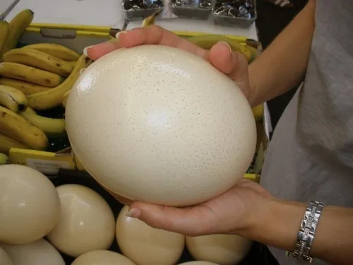 cost ostrich egg