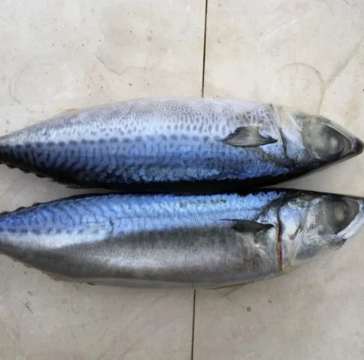 优质海冻新鲜海鲜太平洋鲭鱼 Buy 鲭鱼 太平洋鲭鱼 冷冻hilsa的鱼product On Alibaba Com