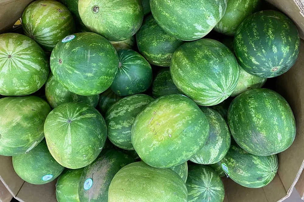 watermelon 88.jpg
