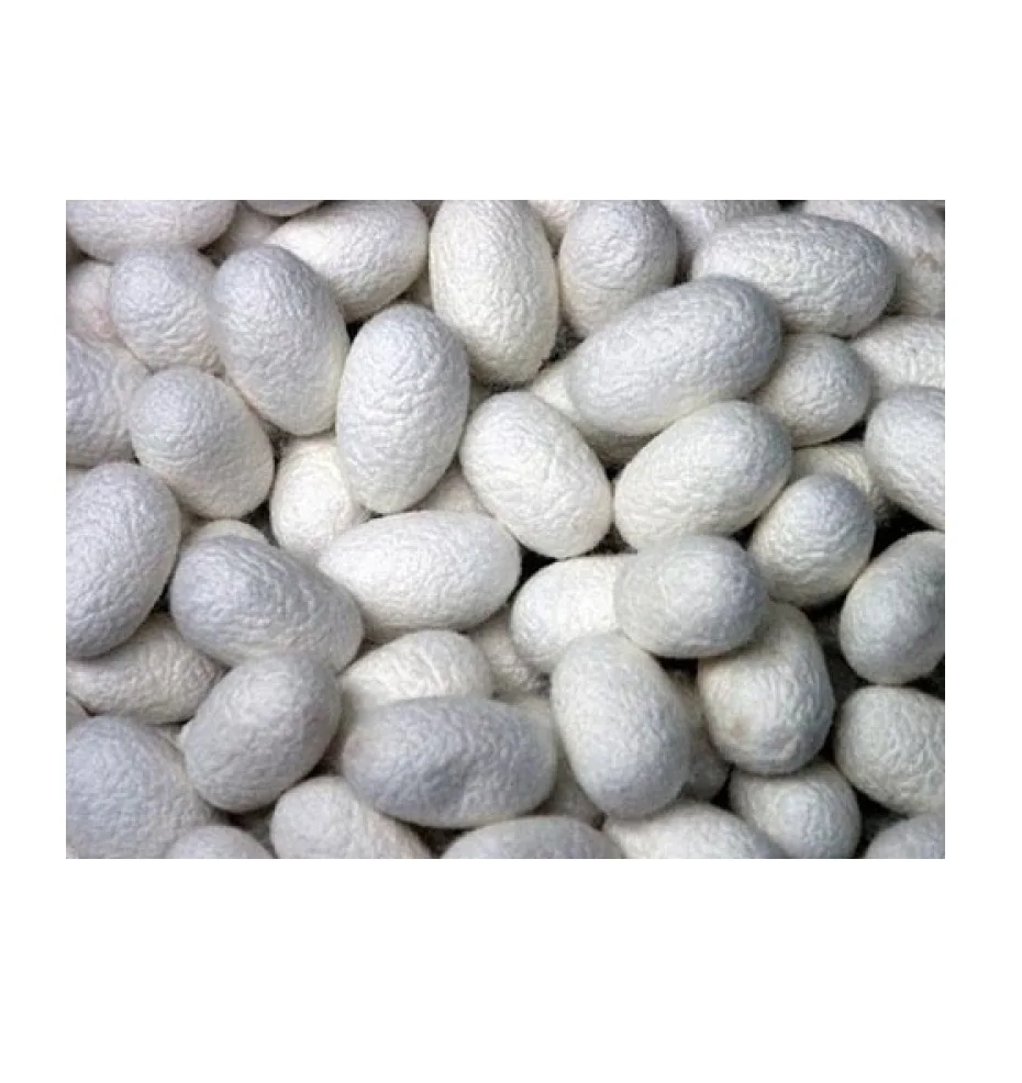 natural factory wholesale silk cocoon from vietnam with best