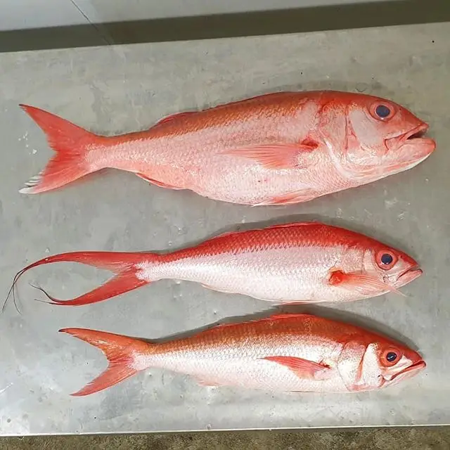 レッドスナッパー新鮮冷凍レッドスナッパーフィレット Buy 白鯛魚 冷凍バラクーダ魚 赤アロワナの魚 Product On Alibaba Com