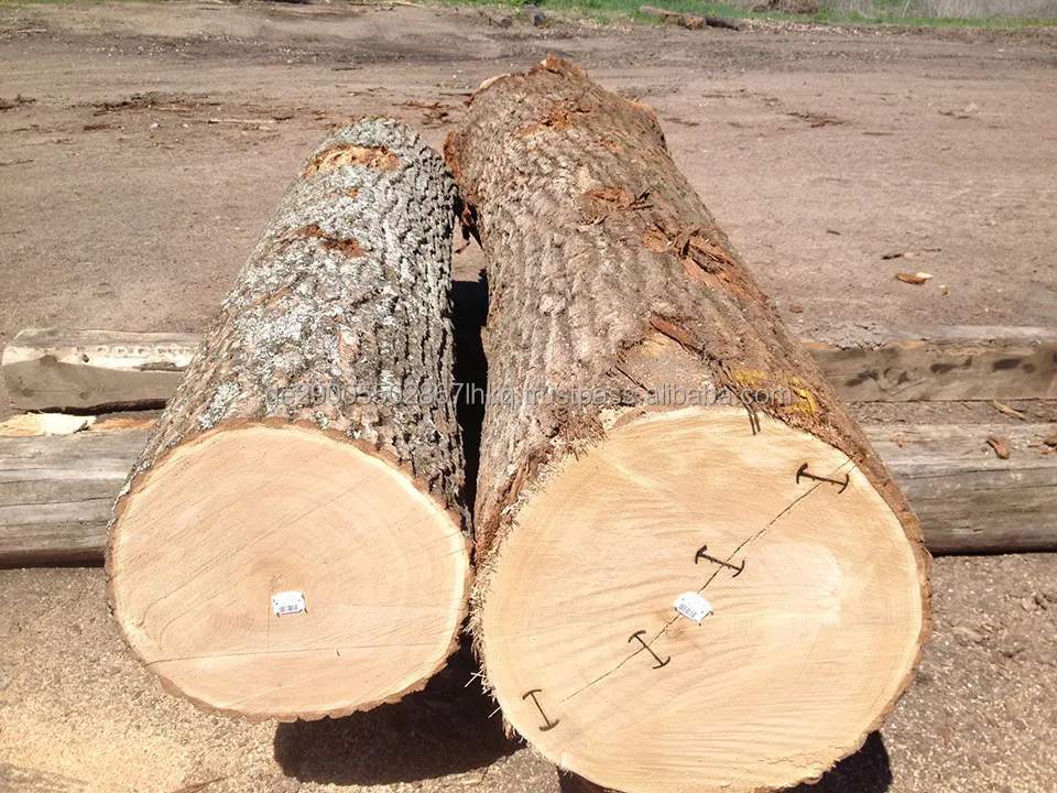Fsc Oak Veneer Logs,50+ Cm Diameter Buy Oak Logs For Sale,European Oak Logs,Red Oak Logs