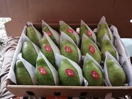 guava (6)