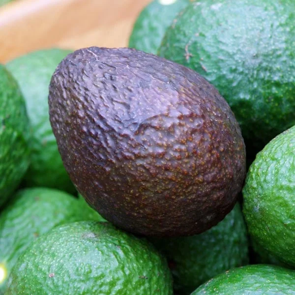 AVOCADO FRESH / Aguacate / PALTA FUERTE Fresh Tropical & Sub-Tropical Fruit-Grade a Dark Green Skin 5kg