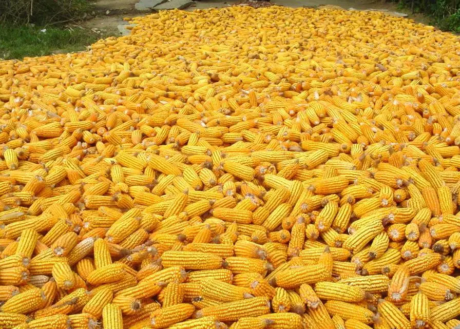 Yellow Corn Maize Dried Glutinous Corn