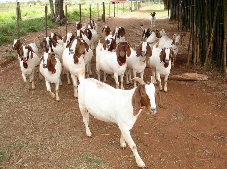 Здоровые бурские козы/живые бурские козы доступны для продажи