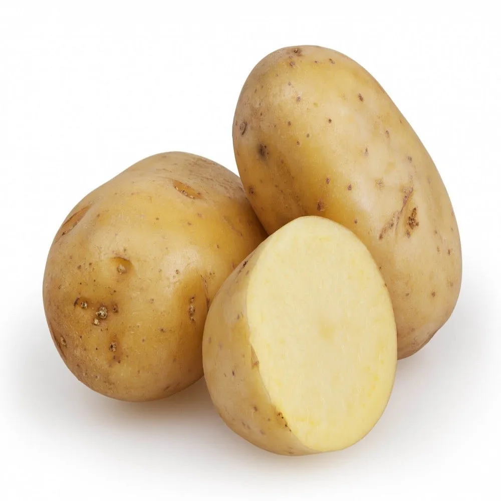 2021 New Fresh Holland Potato