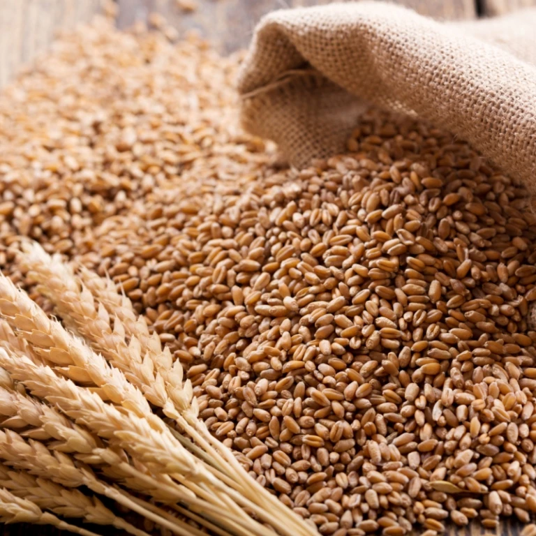 Bulk Wheat Grain From Ukraine Buy Wheat Grains For Sale Wheat Grains For Sale Bulk Wheat Product On Alibaba Com