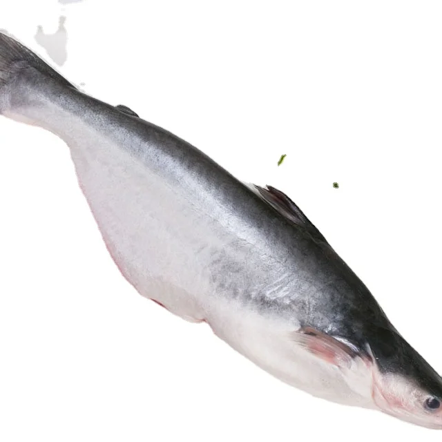 very good price frozen whole round pangasius basa fish with