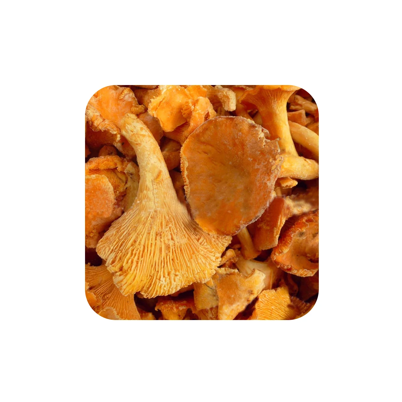 Chanterelle mushrooms