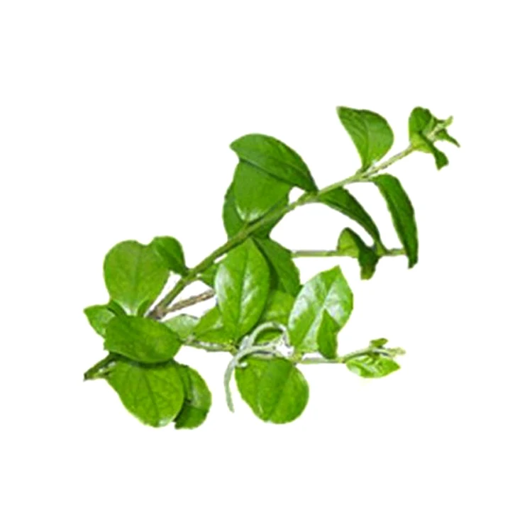 100% Pure Gurmar Herbal Leaves (gymnema Sylvestre) for Wholesale