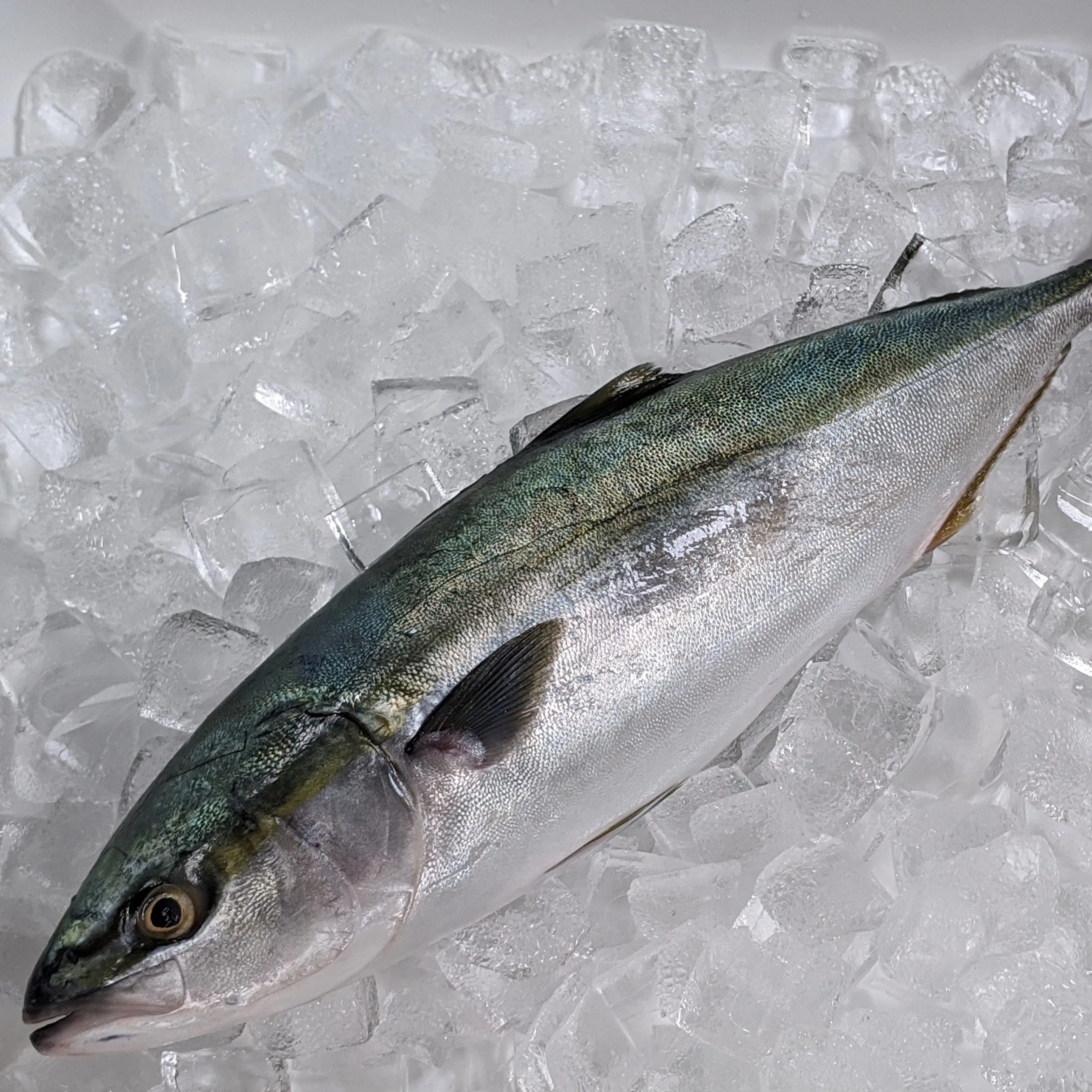 frozen yellowtail wr large range of sizes - buy